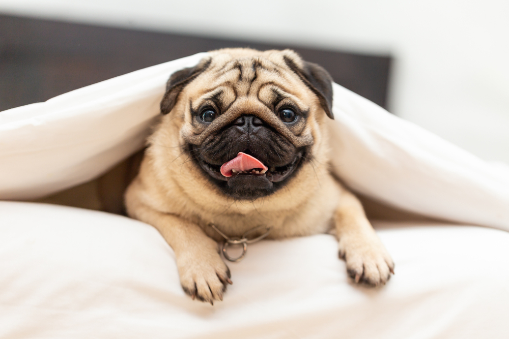 Οι σκύλοι με πλακουτσωτά πρόσωπα αντιμετωπίζουν προβλήματα ύπνου: Νέες ευρήματα από έρευνα στην Ουγγαρία"

