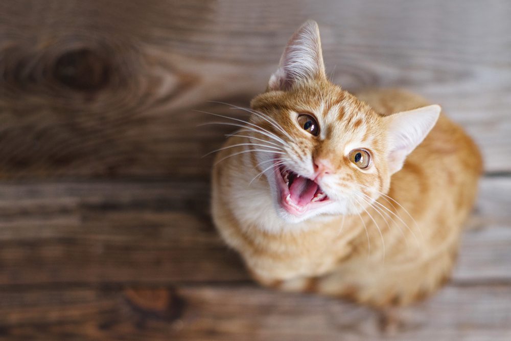 Πώς να αναγνωρίσετε αν η γάτα σας είναι κωφή και πώς να επικοινωνήσετε μαζί της: Οδηγός για ιδιοκτήτες γατών
