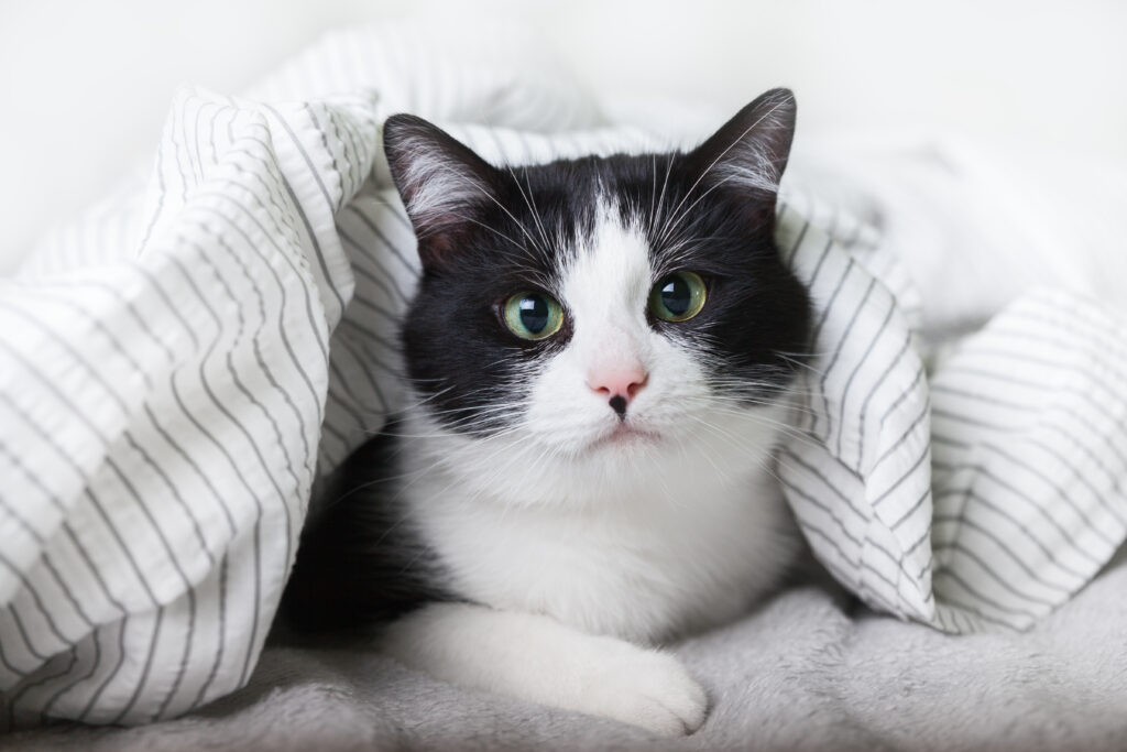Προστατέψτε τη γάτα σας από το χειμώνα - Πώς να αντιμετωπίσετε το κρύο
