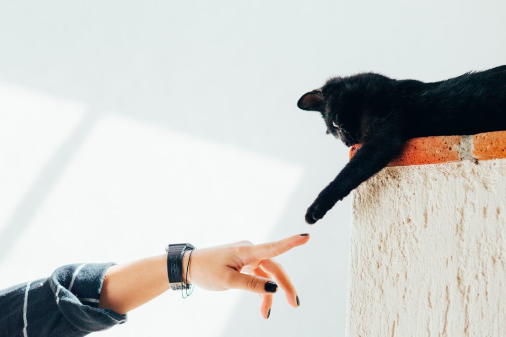 Πως να κατακτήσετε την εμπιστοσύνη μιας γάτας: 7 συμβουλές
