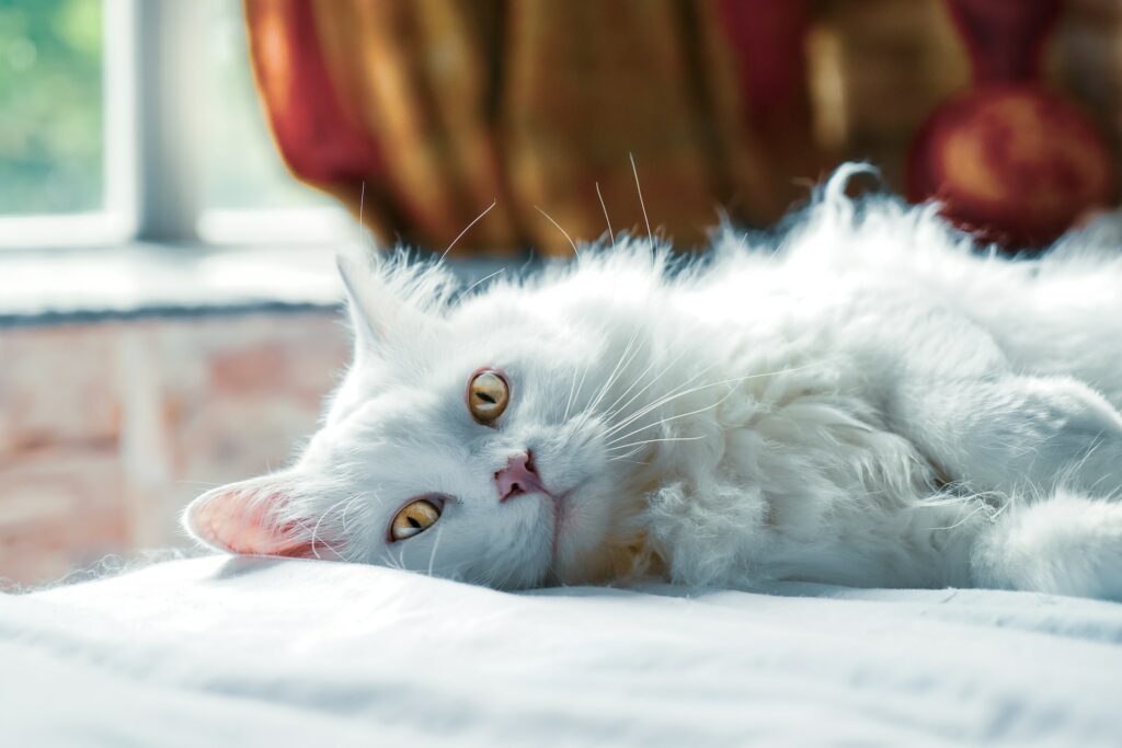 Ασθμα στις γάτες: Συμπτώματα, διάγνωση, αντιμετώπιση και πρόληψη 
