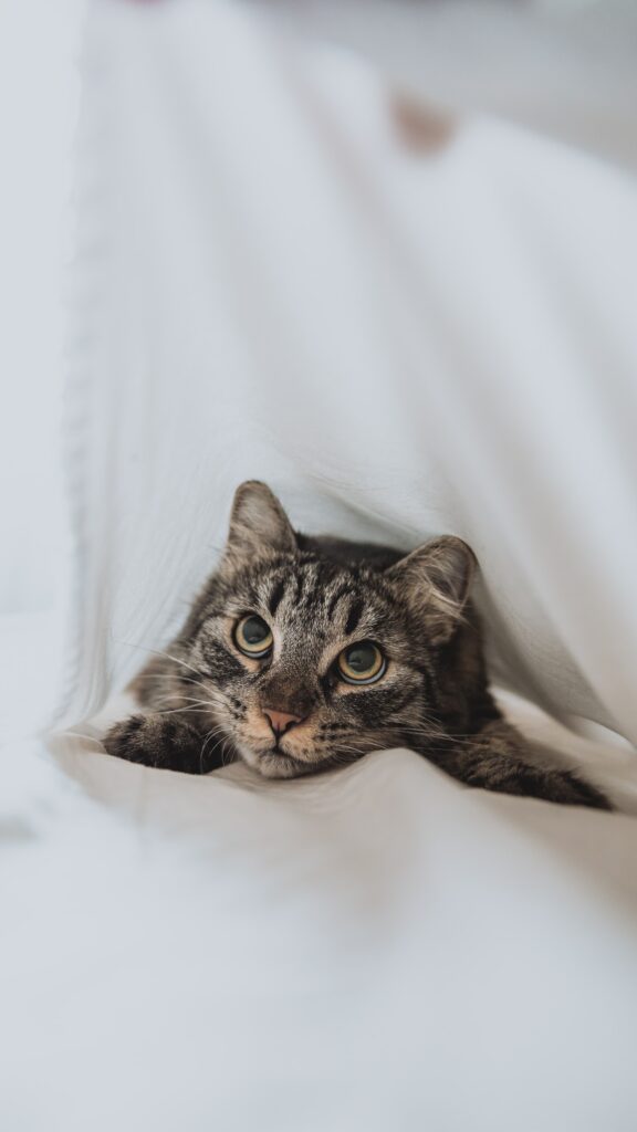 Ασθμα στις γάτες: Συμπτώματα, διάγνωση, αντιμετώπιση και πρόληψη 
