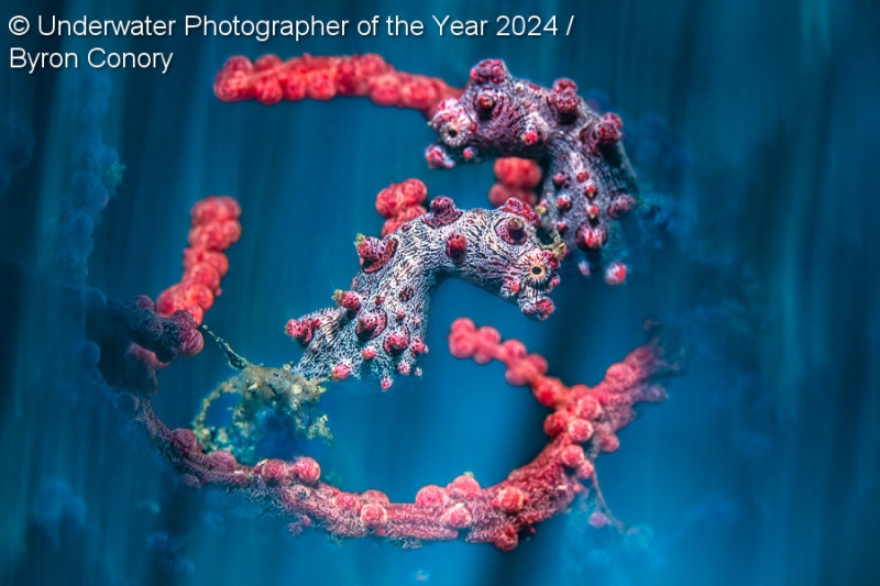 Η μαγεία των υποβρύχιων φωτογραφιών για το 2024 - Καταπληκτικές εικόνες κάτω από την επιφάνεια της θάλασσας (βίντεο-φωτογραφίες)
