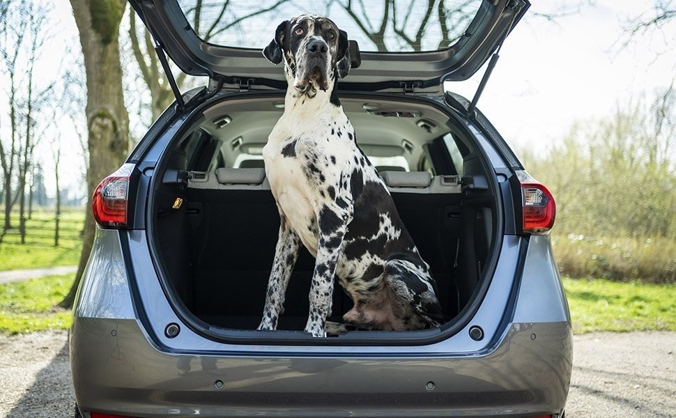 Οι σκύλοι απολαμβάνουν τα ταξίδια με ηλεκτρικά αυτοκίνητα"
