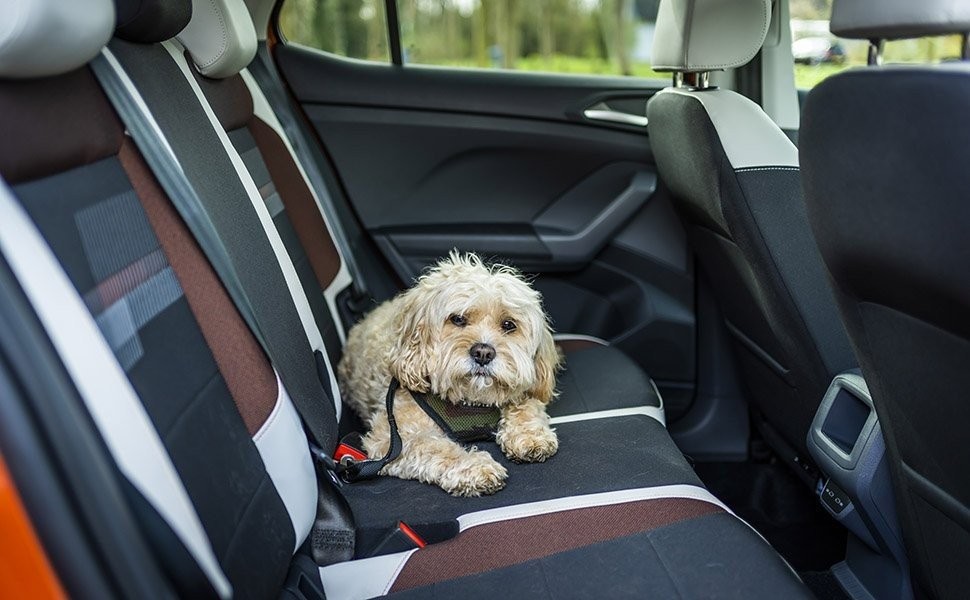 Οι σκύλοι απολαμβάνουν τα ταξίδια με ηλεκτρικά αυτοκίνητα"
