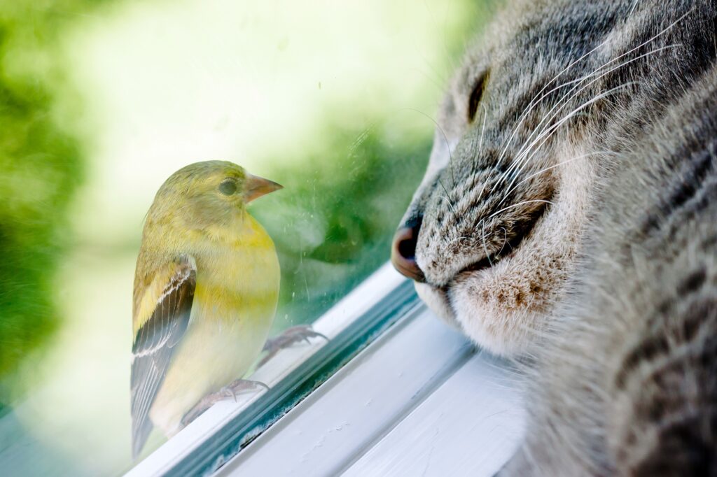 Πρακτικές για τη διατήρηση της άγριας ζωής: Πώς να προστατεύσετε τα πουλιά και άλλα ζώα από τη γάτα σας
