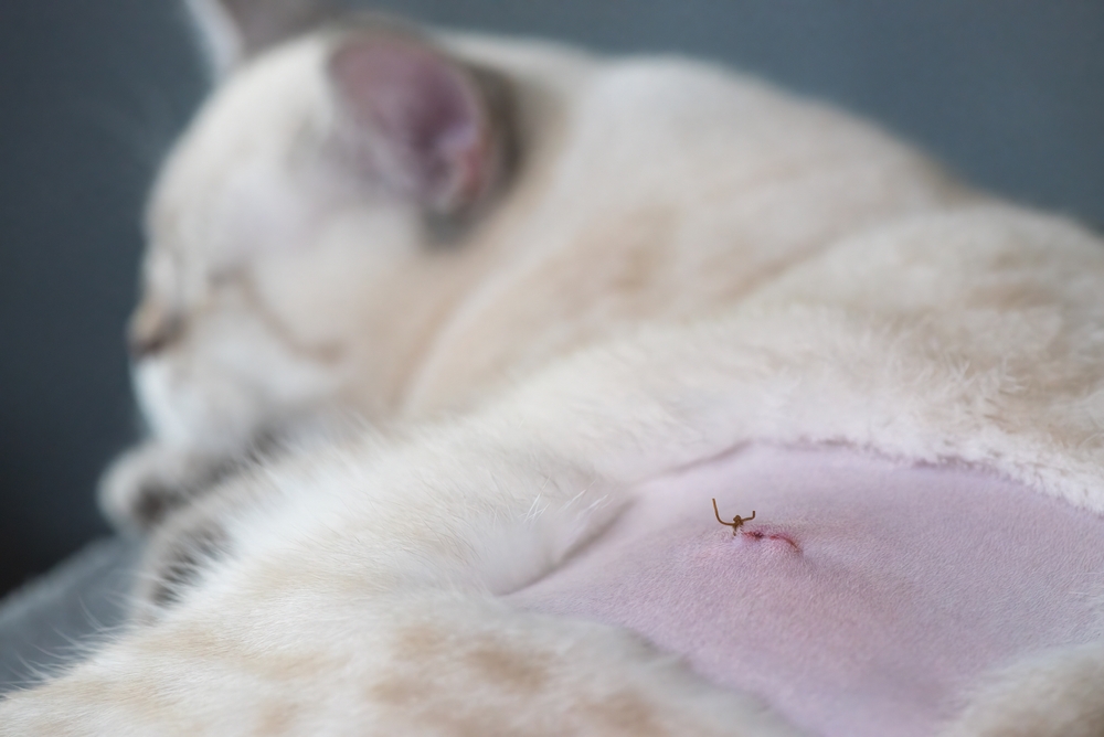 Πώς να φροντίσετε τη γάτα σας μετά τη στείρωση: Συμβουλές για τις πιθανές επιπλοκές 
