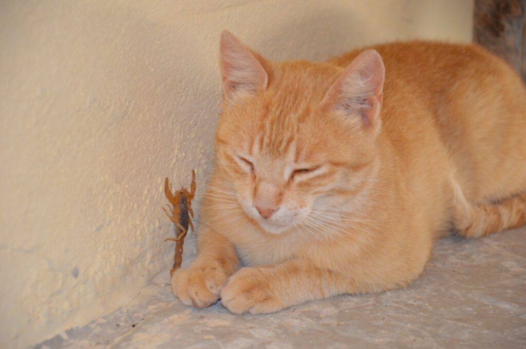 Προστατέψτε τη γάτα σας από τους κίνδυνους των σκορπιών"
