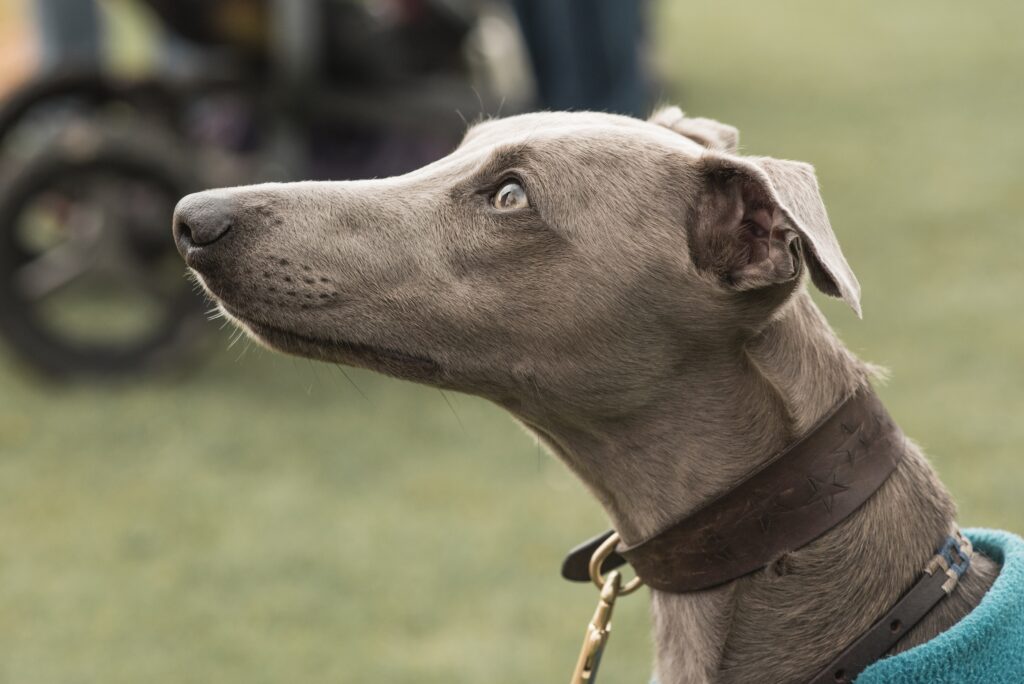 Greyhounds: Οι ευγενικοί και αθλητικοί σκύλοι που πρέπει να ξέρετε"
