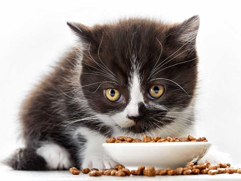 Ξηρά τροφή γάτας: Ανακαλύψτε την ιδανική επιλογή για το αγαπημένο σας κατοικίδιο!
