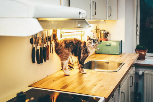 Πώς να δημιουργήσετε έναν φιλικό προς τα κατοικίδια χώρο στην κουζίνα σας
