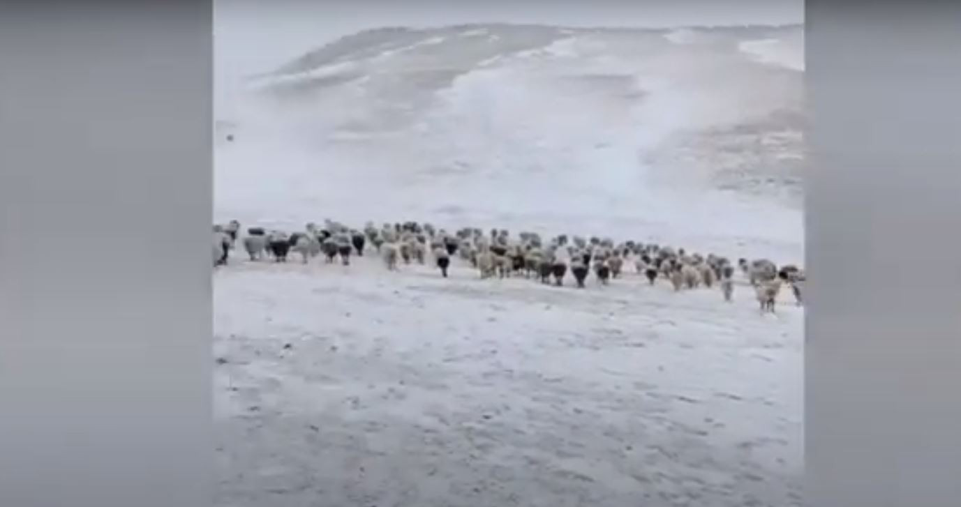 Θανατηφόρος χειμώνας στη Μογγολία: Η ανείπωτη καταστροφή που αφήνει πίσω της
