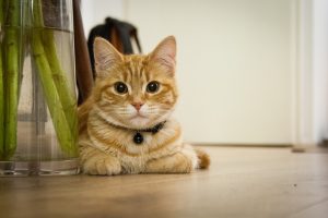 Όλα όσα πρέπει να γνωρίζετε για την ασφάλεια της γάτας σας

